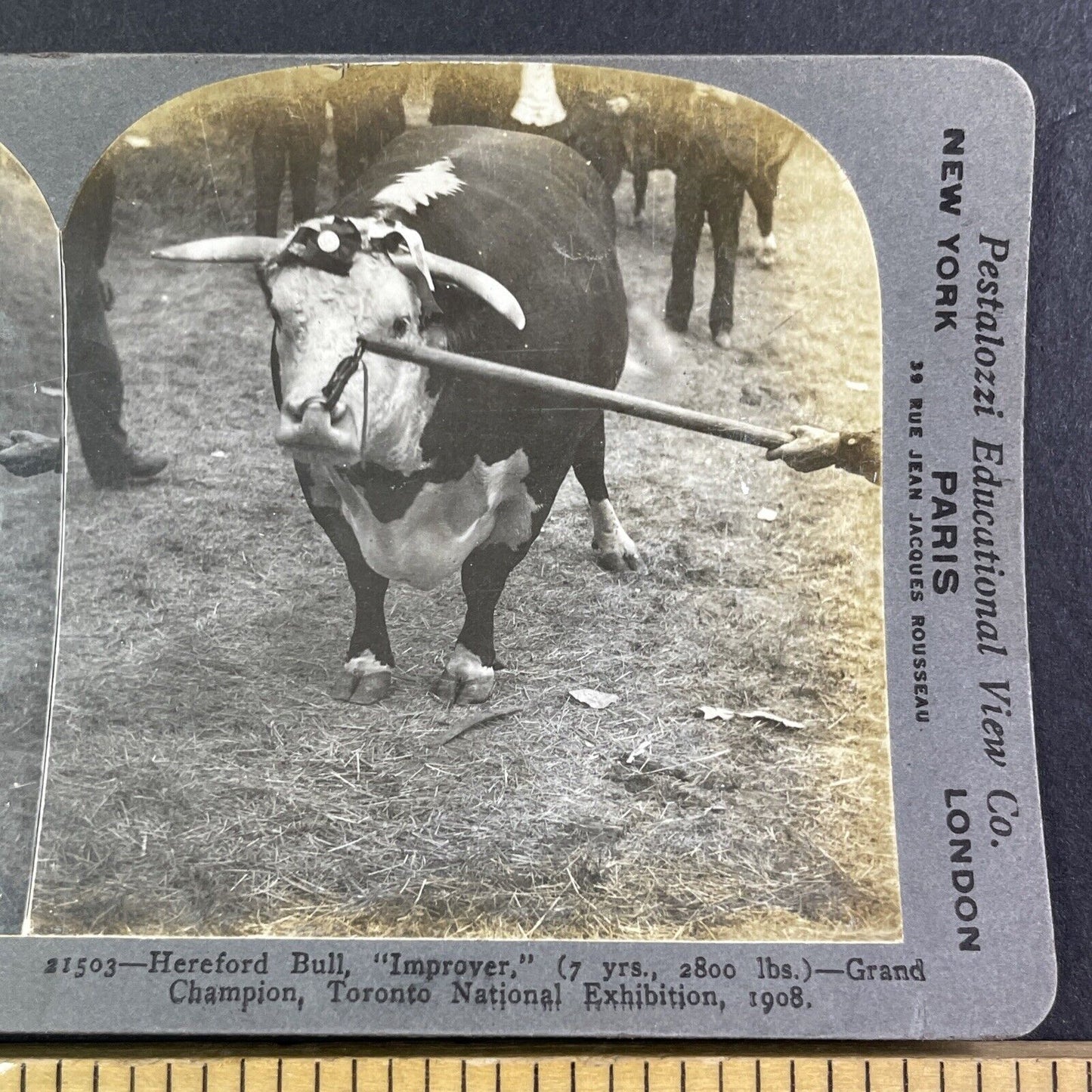 Champion Hereford Bull Toronto Exhibition Stereoview Improver c1909 Y2760