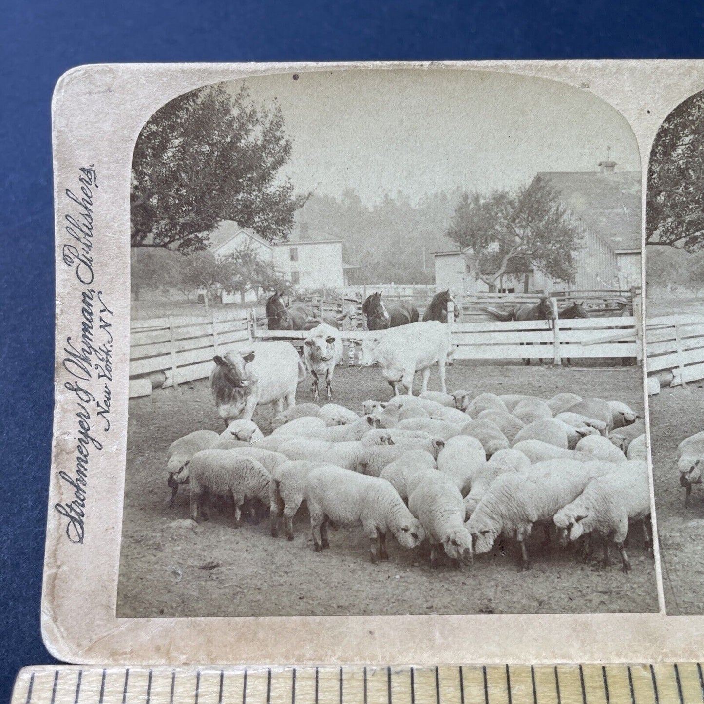 Antique 1894 Sheep Farm London Ontario Canada Stereoview Photo Card P3100