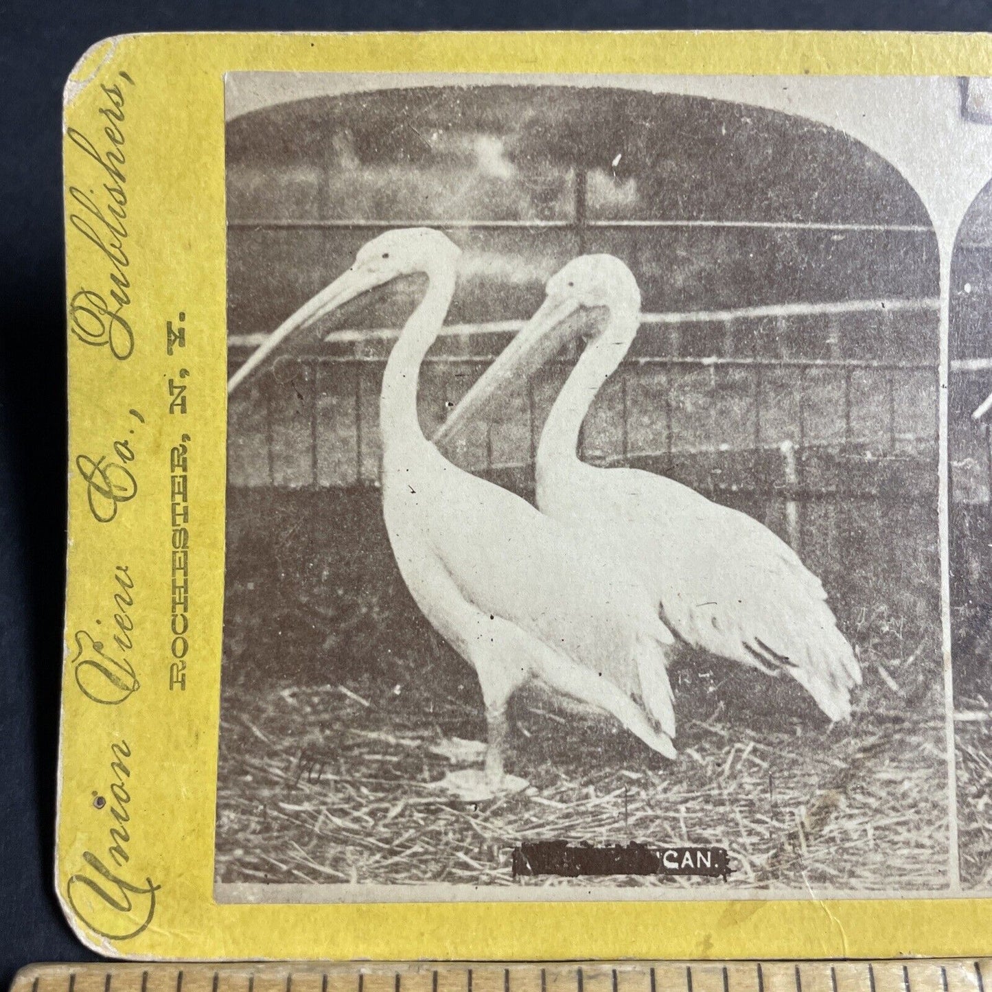 Antique 1870s Pelicans In Zoo In Rochester New York Stereoview Photo Card P4065