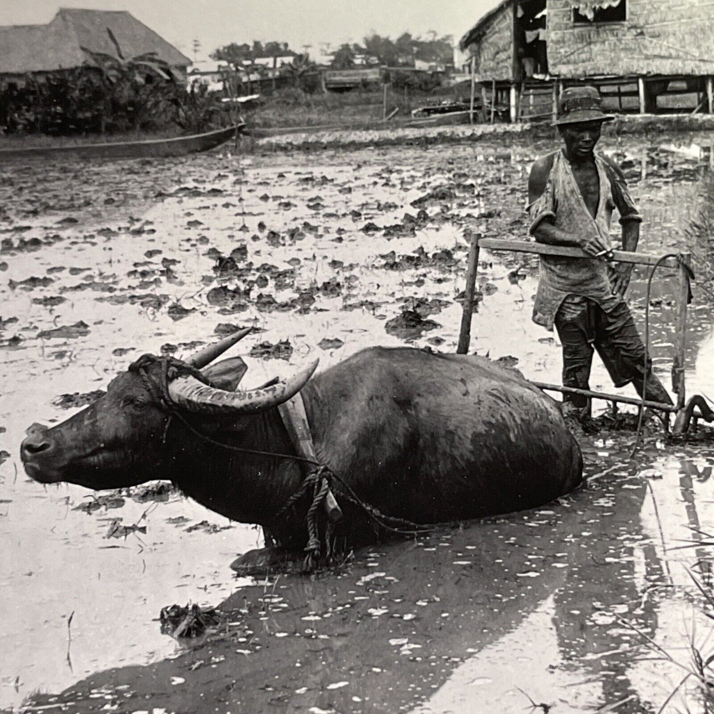 Antique 1918 Water Buffalo Stuck In Mud Philippines Stereoview Photo Card P1572