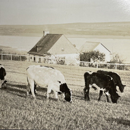 Antique 1905 Quebec Dairy Farm On St. Lawrence Stereoview Photo Card PC853