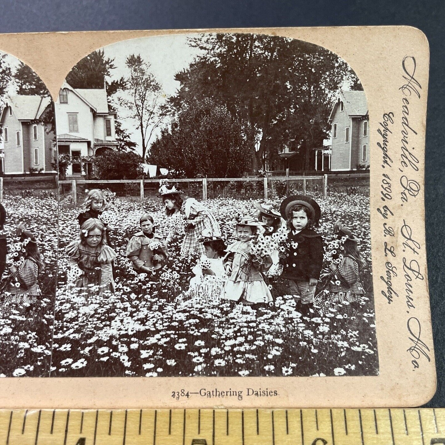 Antique 1899 Children In A Daisy Field Daisies Stereoview Photo Card P3987