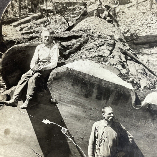 Antique 1910s Loggers Cut Down Massive Sequoia Tree Stereoview Photo Card P4298