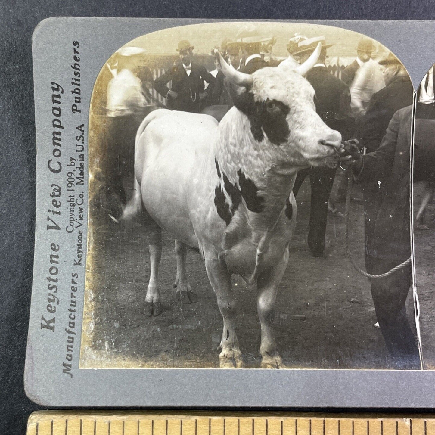 Champion Ayshire Bull New York State Fair Stereoview Howie's Fizzaway 1909 Y2741