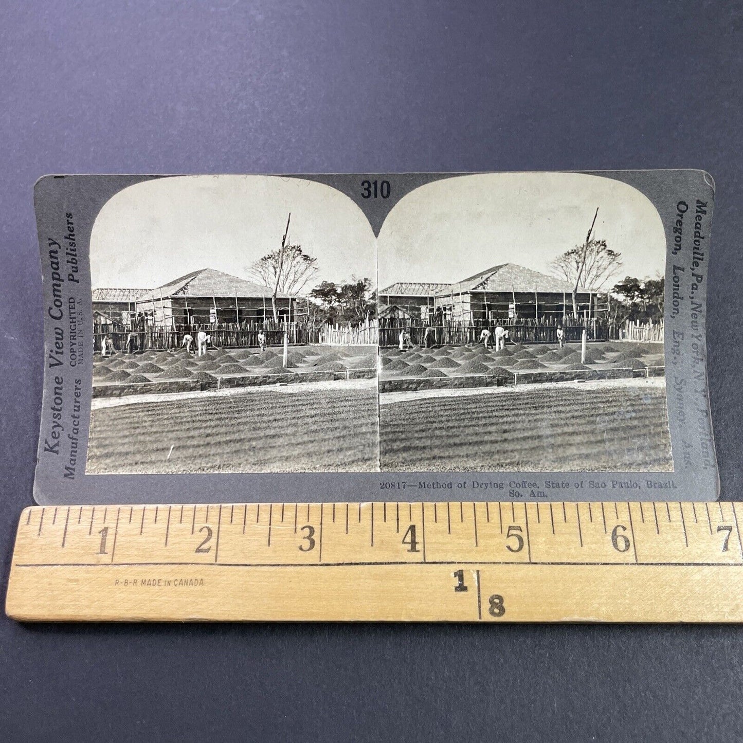 Antique 1920s Coffee Bean Farm Sao Paulo Brazil Stereoview Photo Card P3761