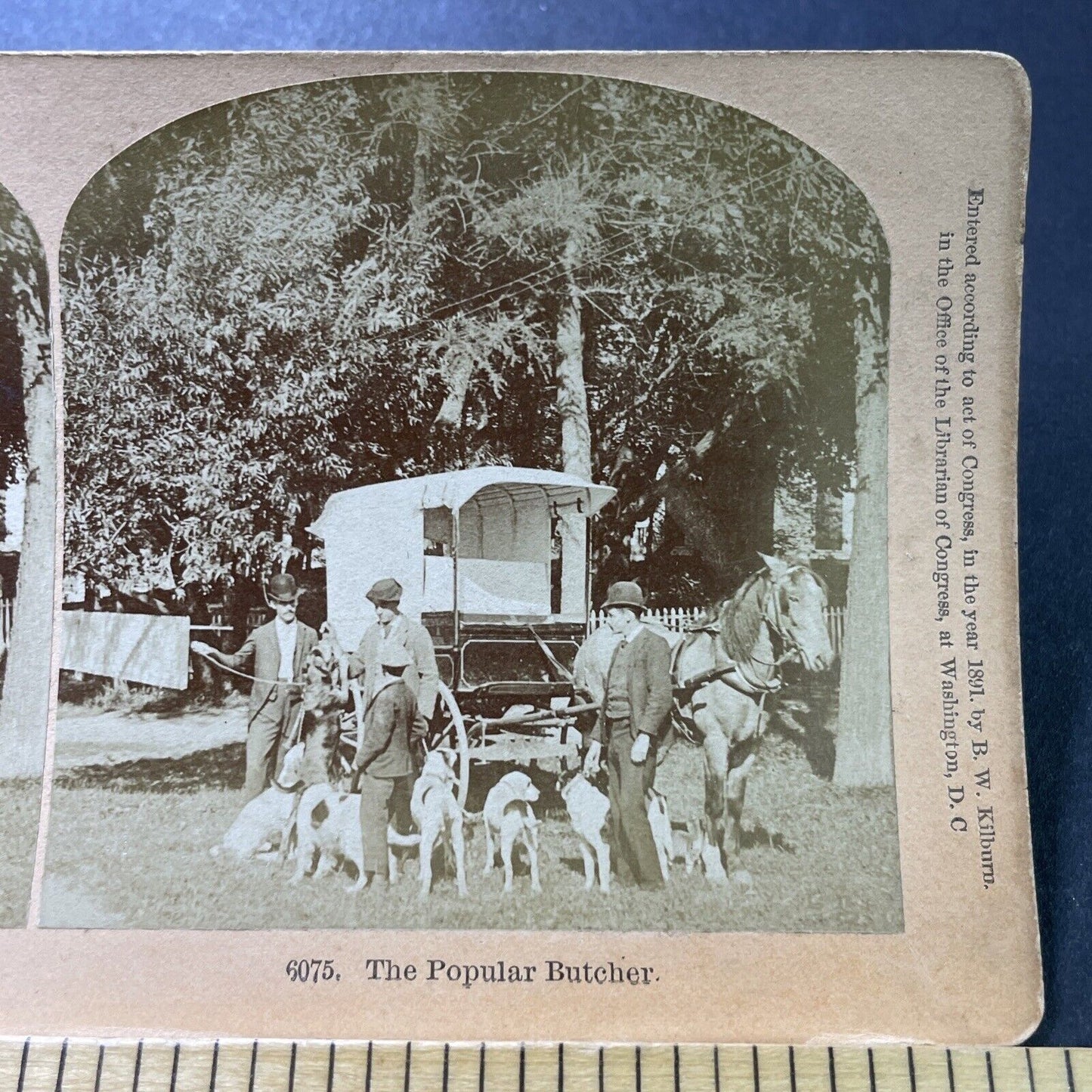 Antique 1891 Butcher Feeds Meat To Hunting Dogs Stereoview Photo Card P4009