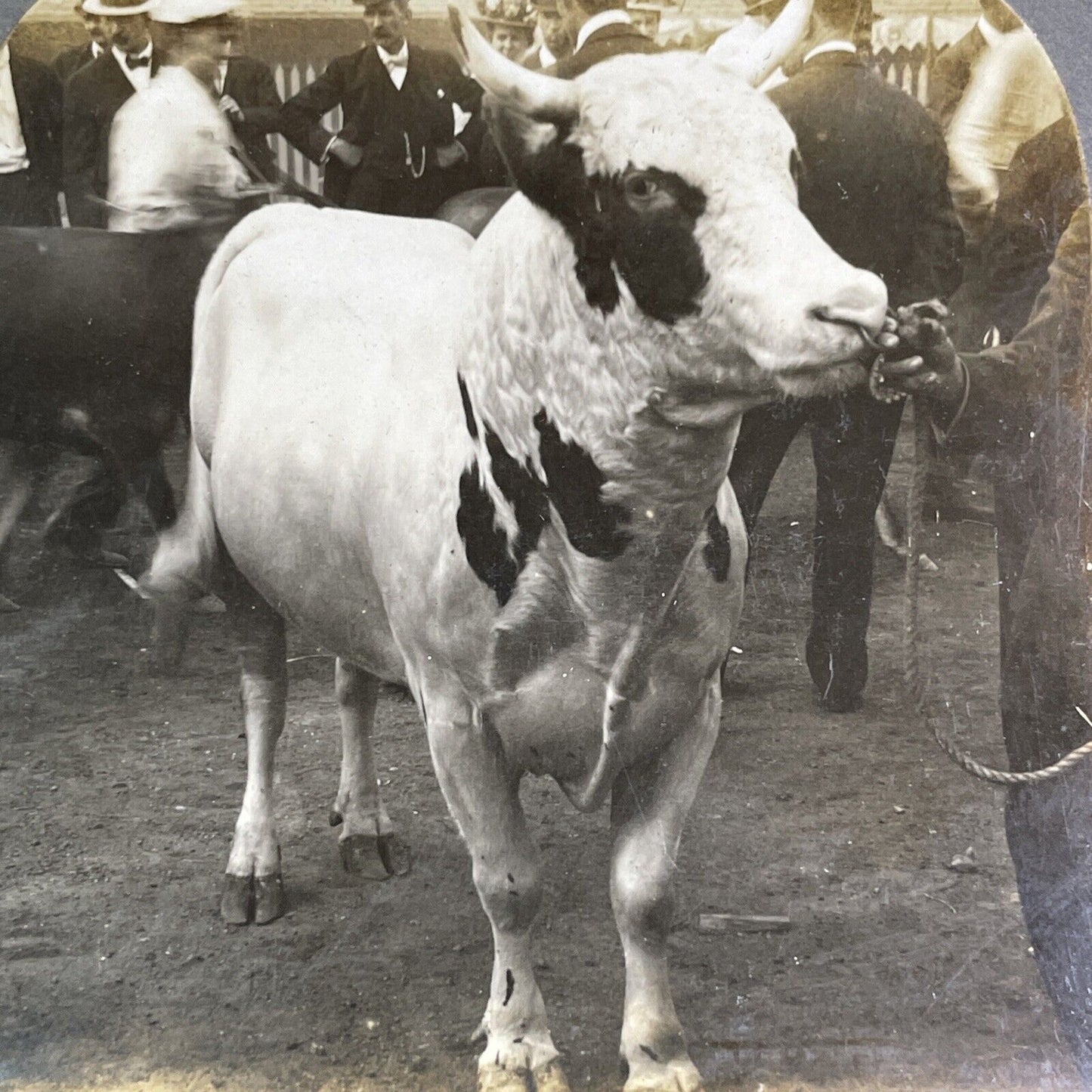 Champion Ayshire Bull New York State Fair Stereoview Howie's Fizzaway 1909 Y2741