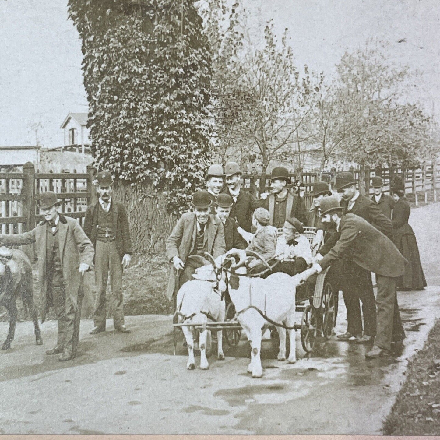 Goat Driven Carriage Enters a Village Stereoview Antique c1891 Y1382