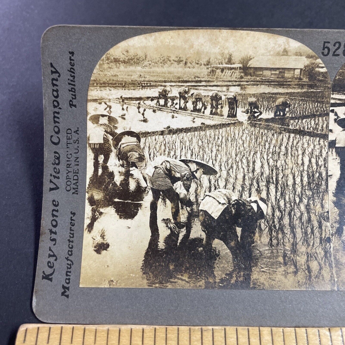 Antique 1909 Planting Rice In Fields Japan Stereoview Photo Card P3622
