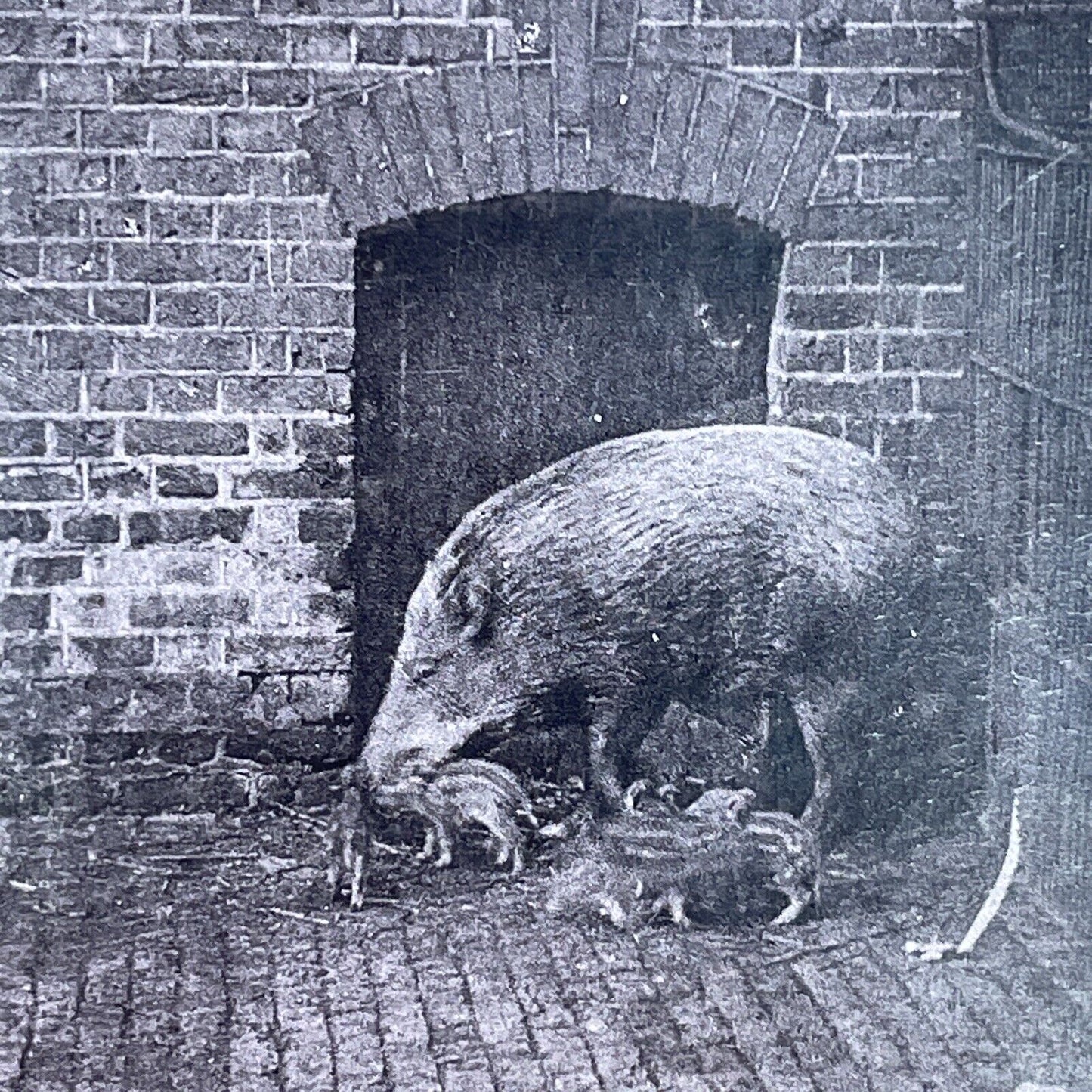 Antique 1880s Wild Boar & Piglets London Zoo Stereoview Photo Card P1681