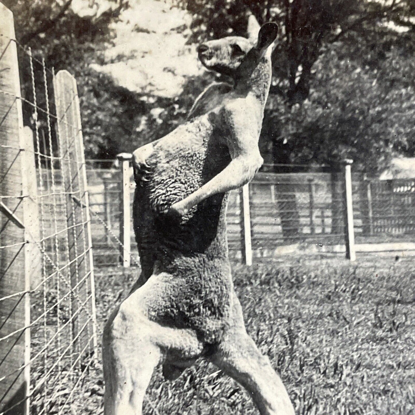 Antique 1920s Kangaroo Stands Up And Flexes Muscles Stereoview Photo Card P4915