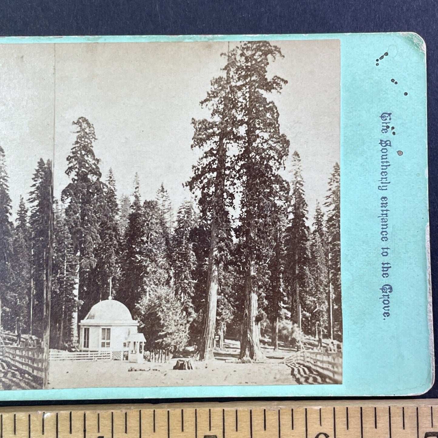 Big Trees Calaveras Arnold California Stereoview E&HT Anthony Antique 1870 X3818