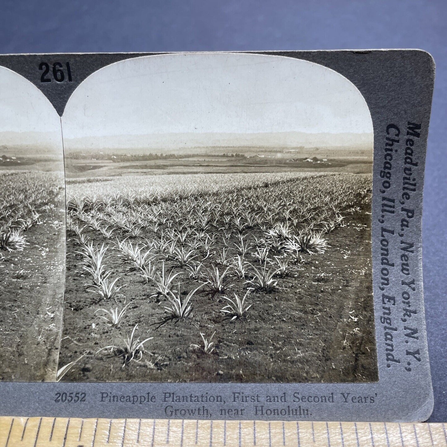 Antique 1909 Pineapple Plantation Honolulu Hawaii Stereoview Photo Card P2071