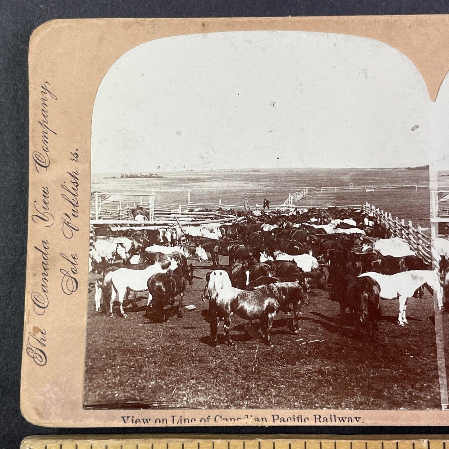 Horses in Central Alberta Canada Stereoview CPR Rail Views c1899 Y2114