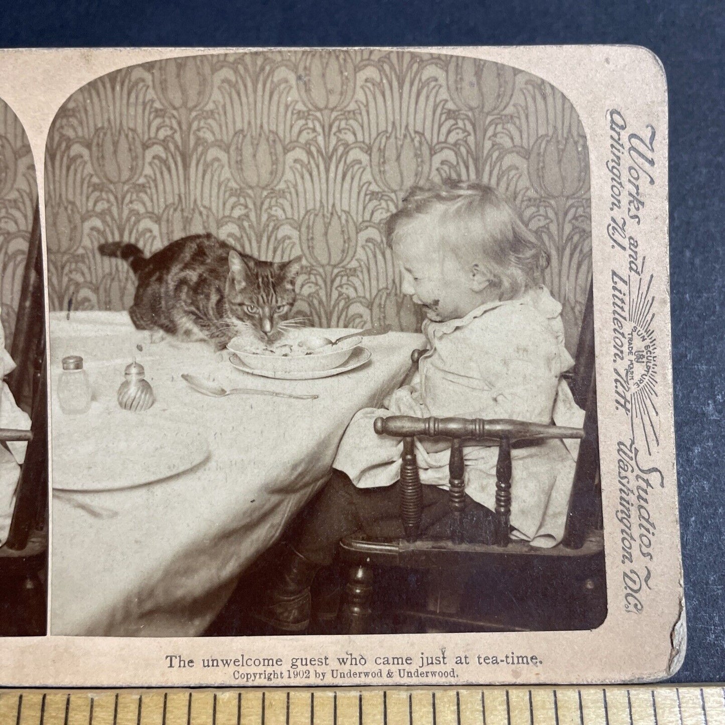 Antique 1902 Cats Steals Food & Baby Cries Stereoview Photo Card P4756