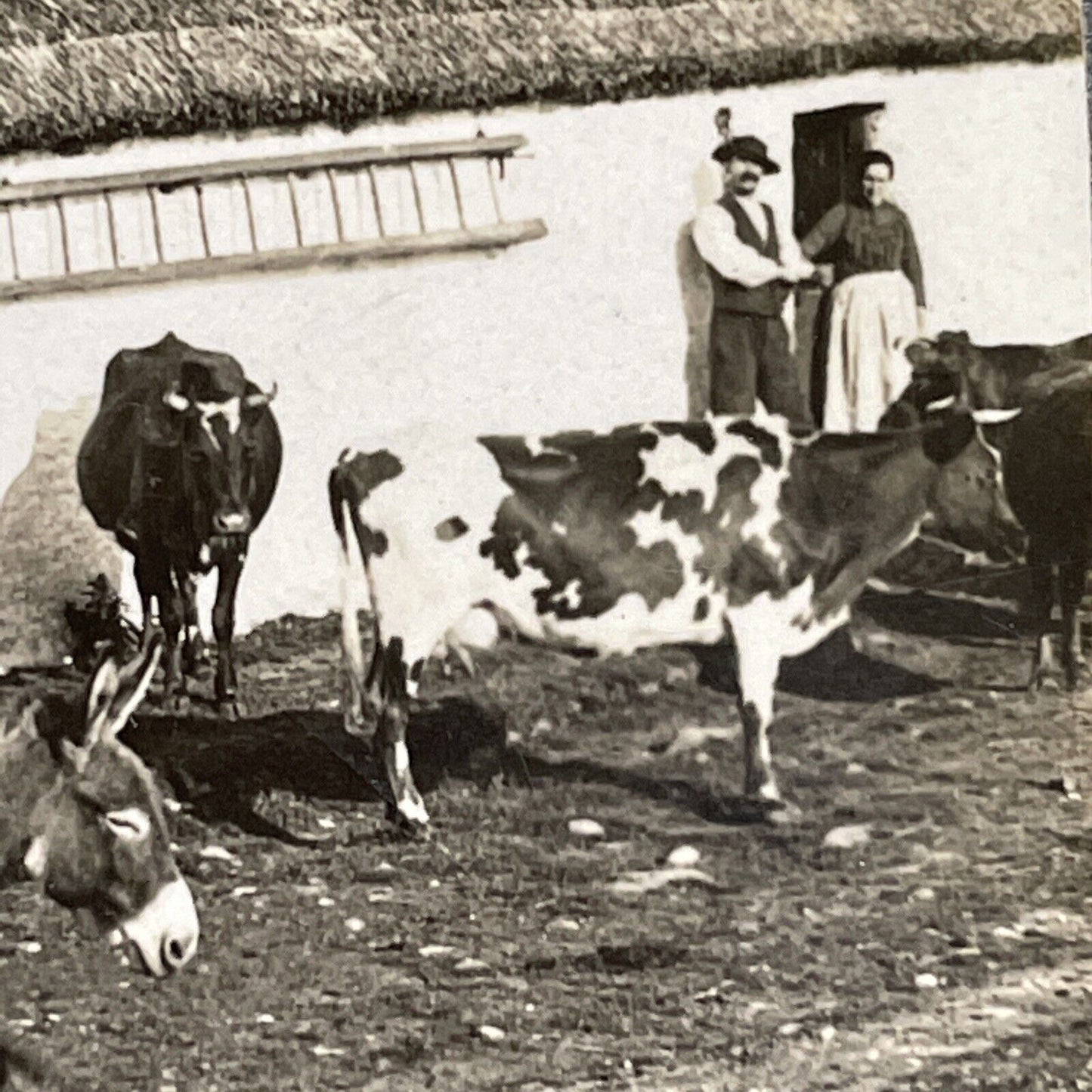 Antique 1918 Small Farm County Kerry Ireland Stereoview Photo Card P1365