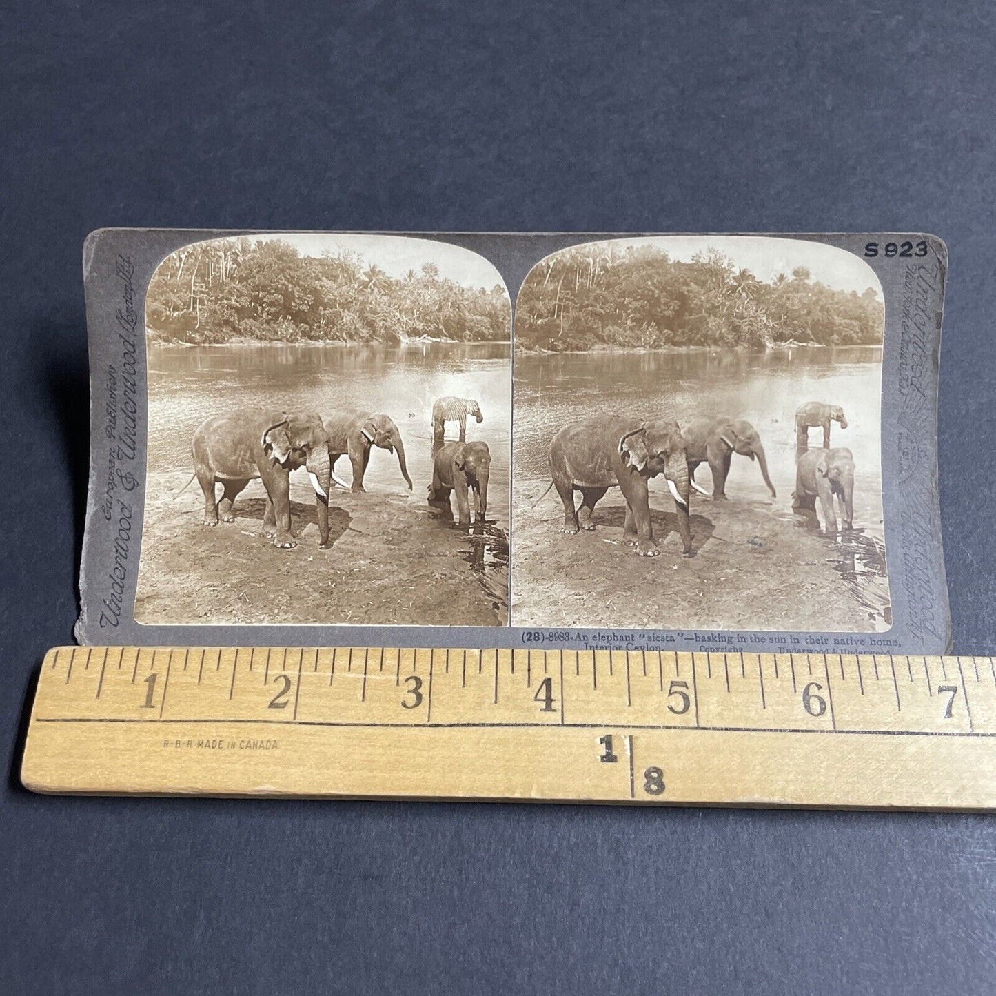 Antique 1903 Elephants Play In The River Sri Lanka Stereoview Photo Card P4588