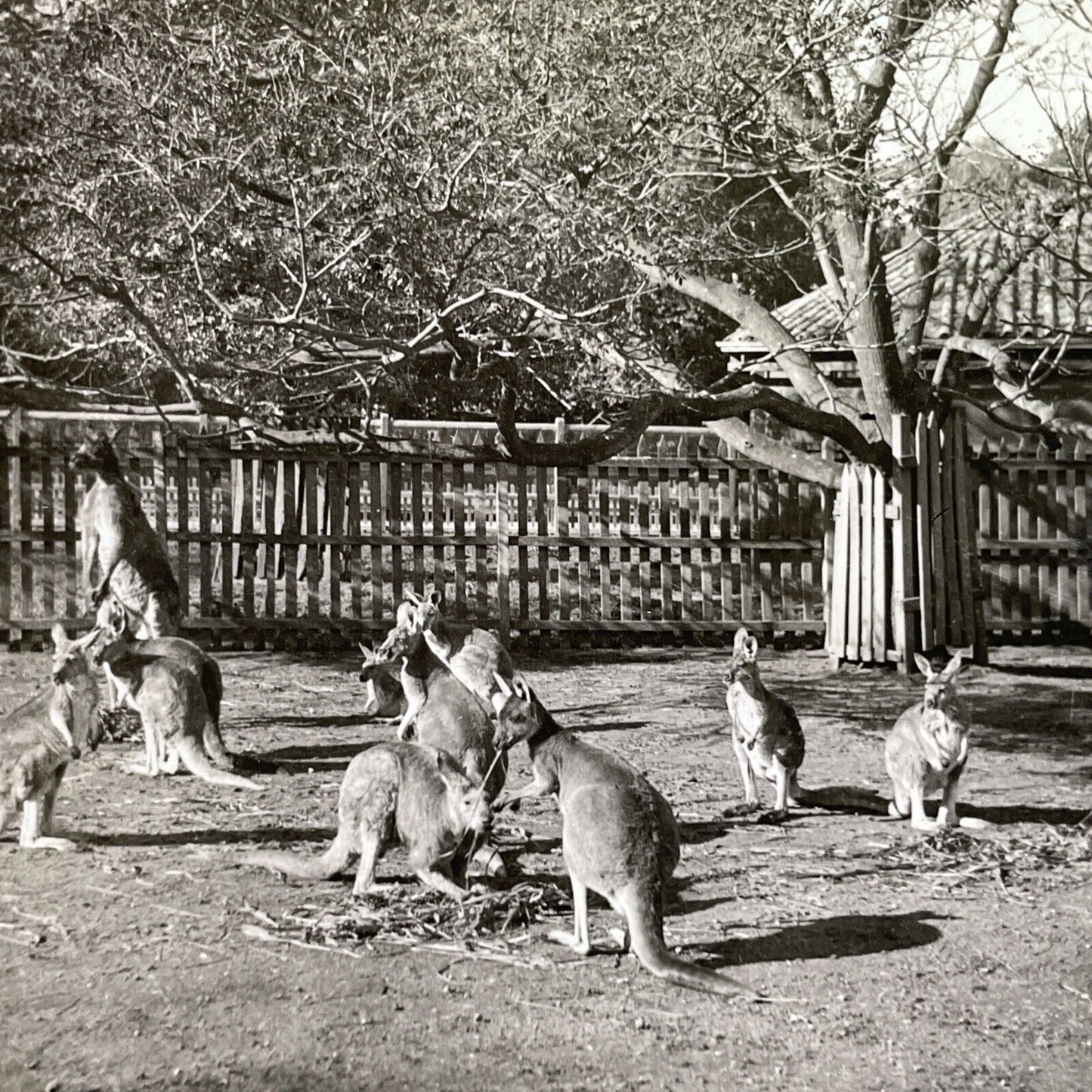 Antique 1918 Kangaroos In Adelaide Australia Stereoview Photo Card P1357