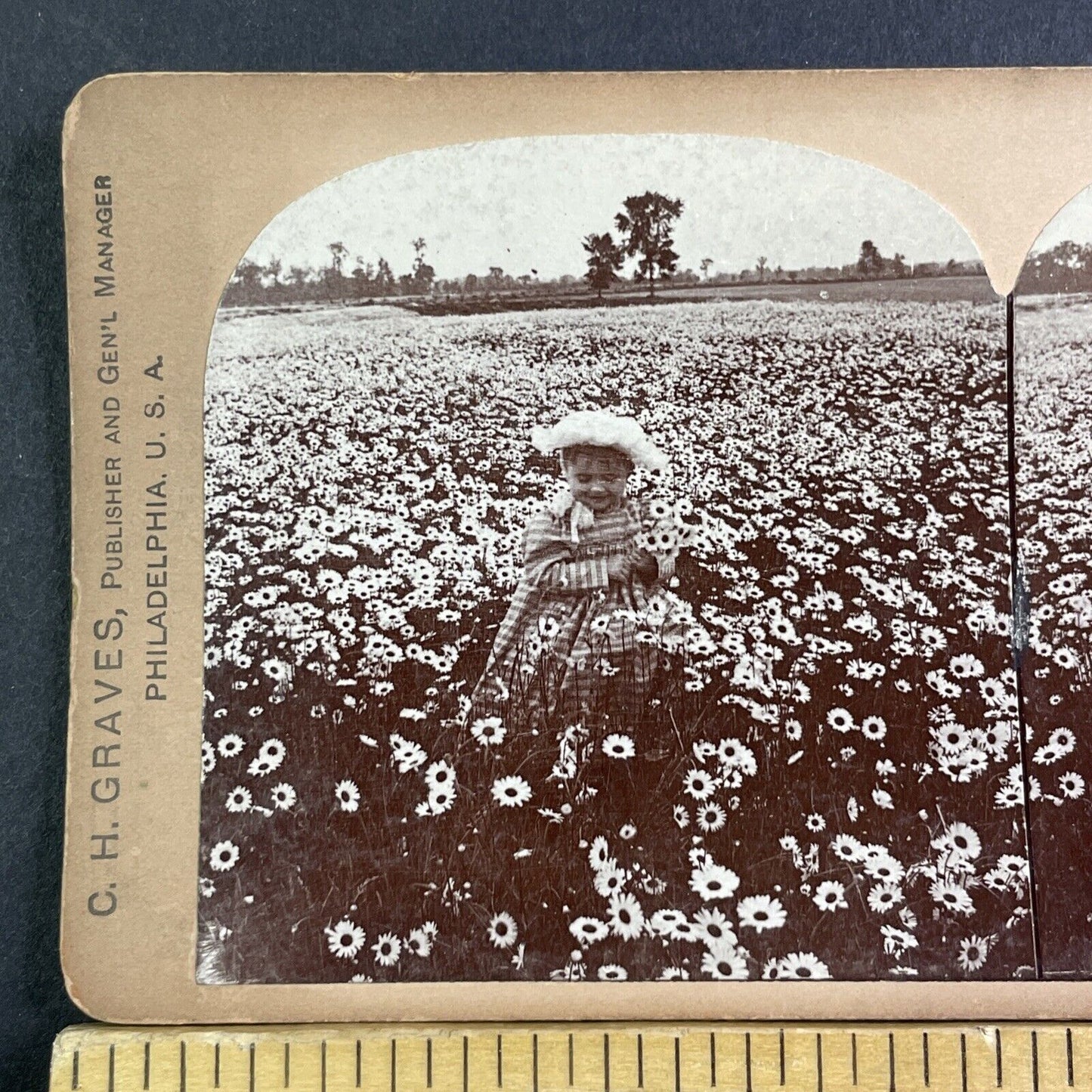 Child In A Field Of Daisies Stereoview CH Graves Antique c1892 X2837