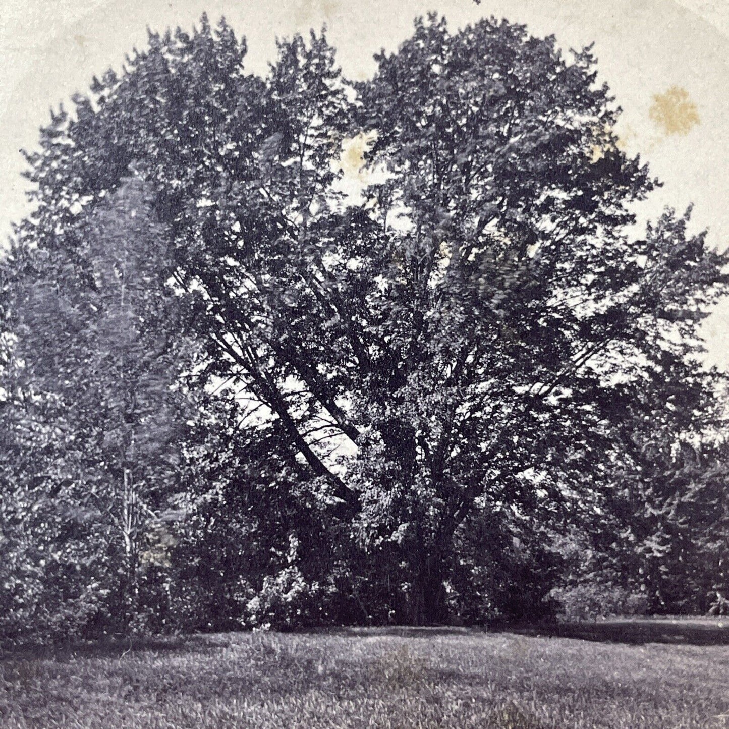 Antique 1870s Huge Elm Tree North Conway NH Stereoview Photo Card V2110