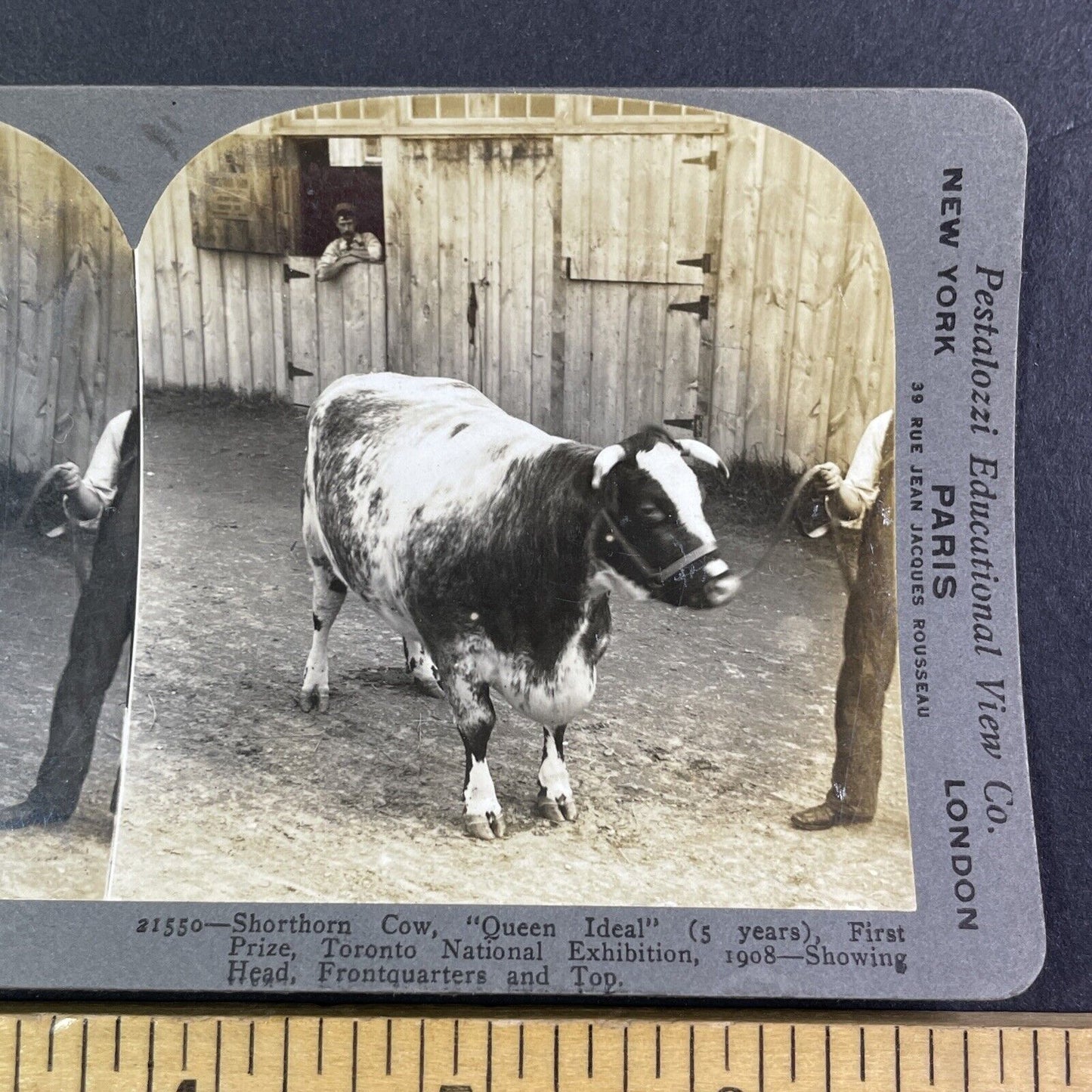 Champion Shorthorn Cow Toronto Exhibition Stereoview Queen Ideal c1909 Y2747