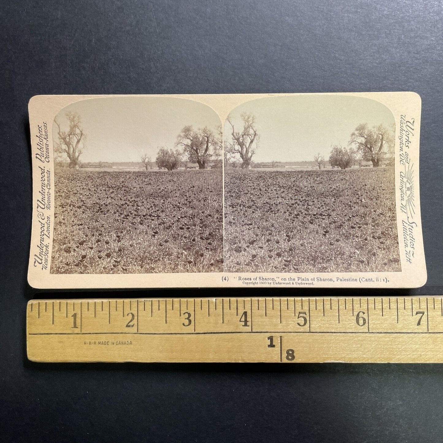 Antique 1900 Rose Of Sharon Field Palestine Israel Stereoview Photo Card P1371