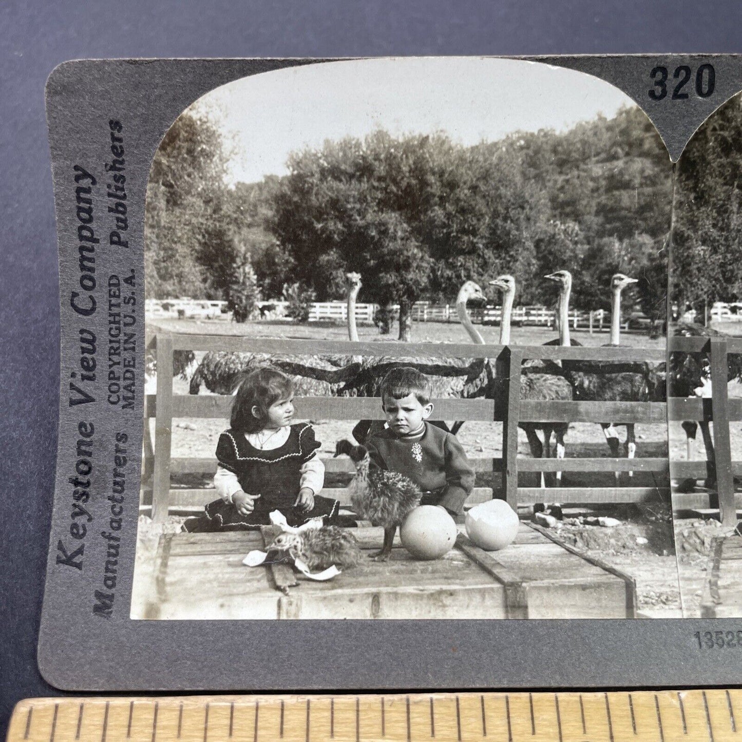 Antique 1910s Pasadena Ostrich Farm California Stereoview Photo Card P3144