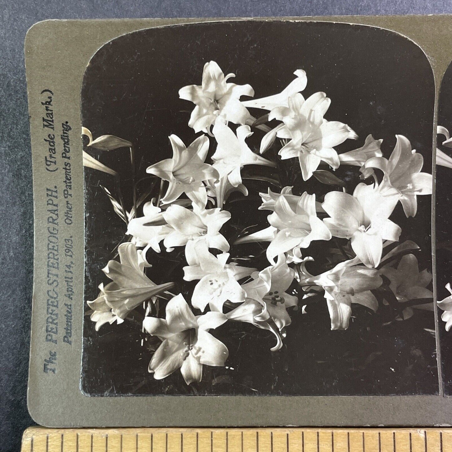 Easter Lillies Lily Flowers Stereoview H.C. White Antique c1904 Y422