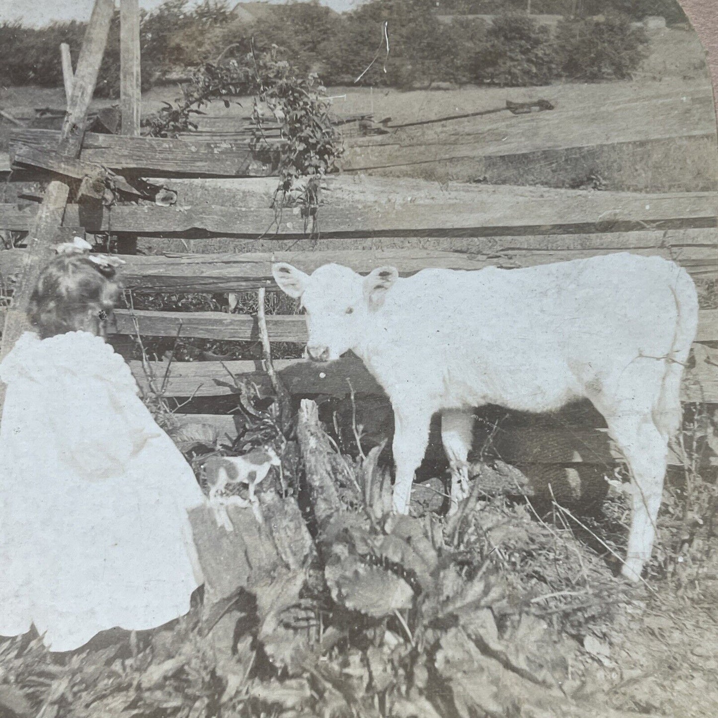Antique 1896 A Child Plays With Her Calf Stereoview Photo Card P2562