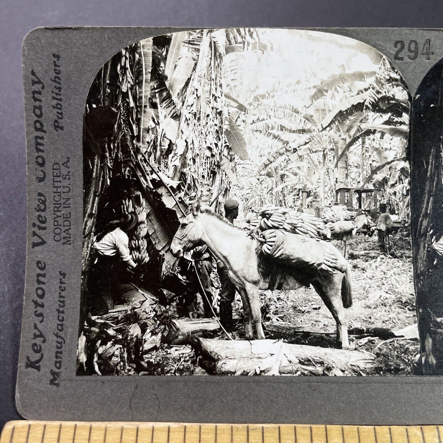 Antique 1910s Donkey Carrying Bananas Costa Rica Stereoview Photo Card P3717