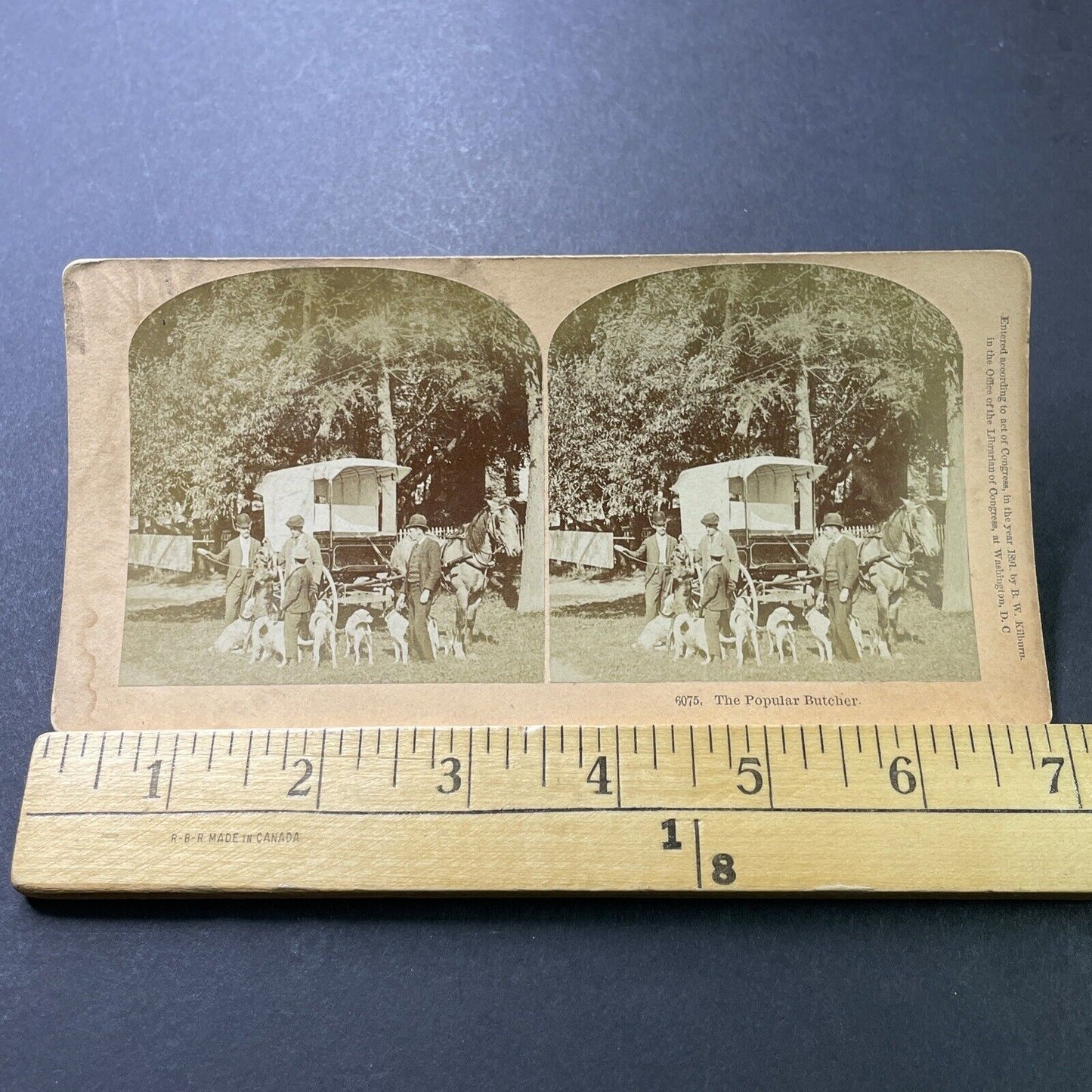 Antique 1891 Butcher Feeds Meat To Hunting Dogs Stereoview Photo Card P4009