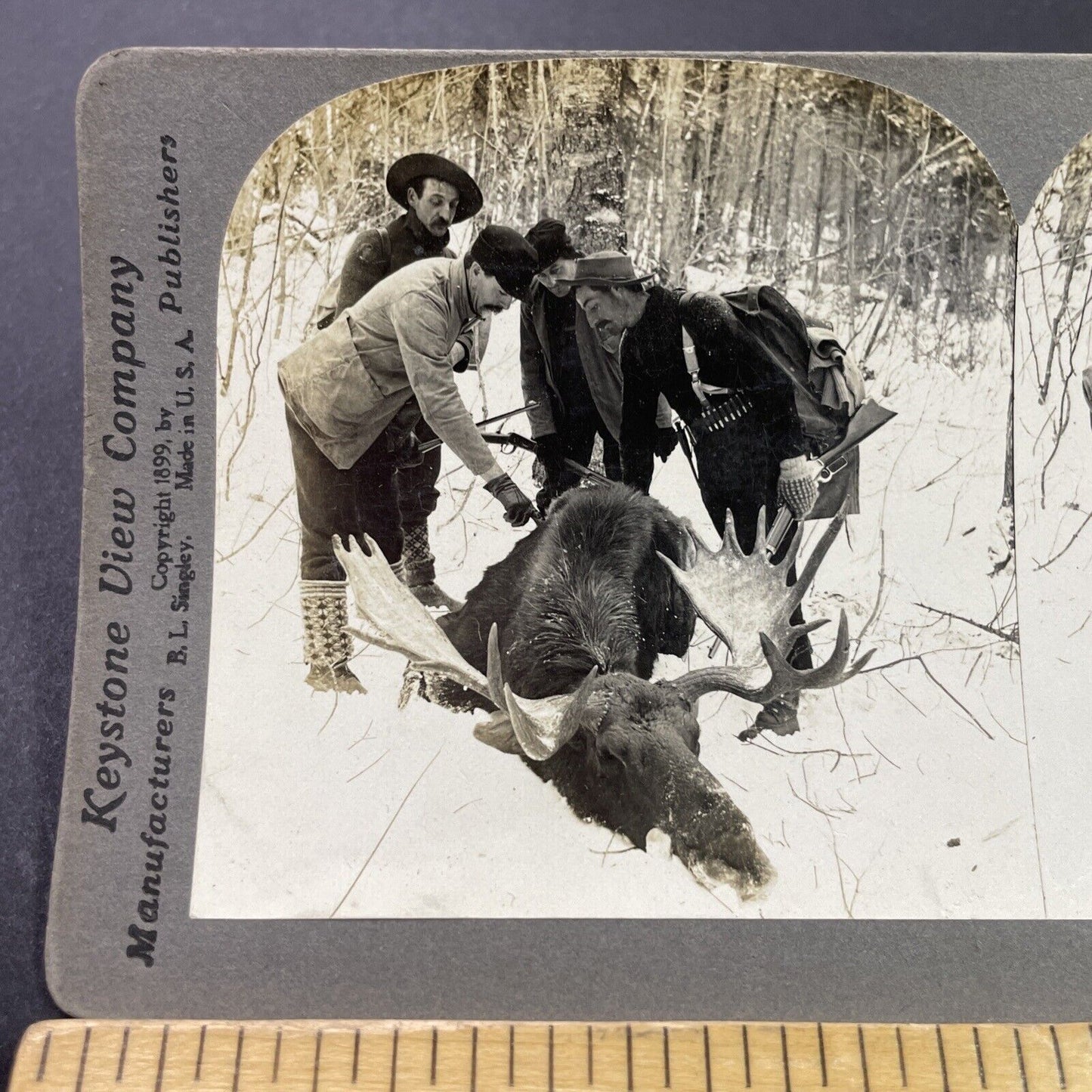 Antique 1899 Moose Hunting In Presque Isle Maine Stereoview Photo Card P3765