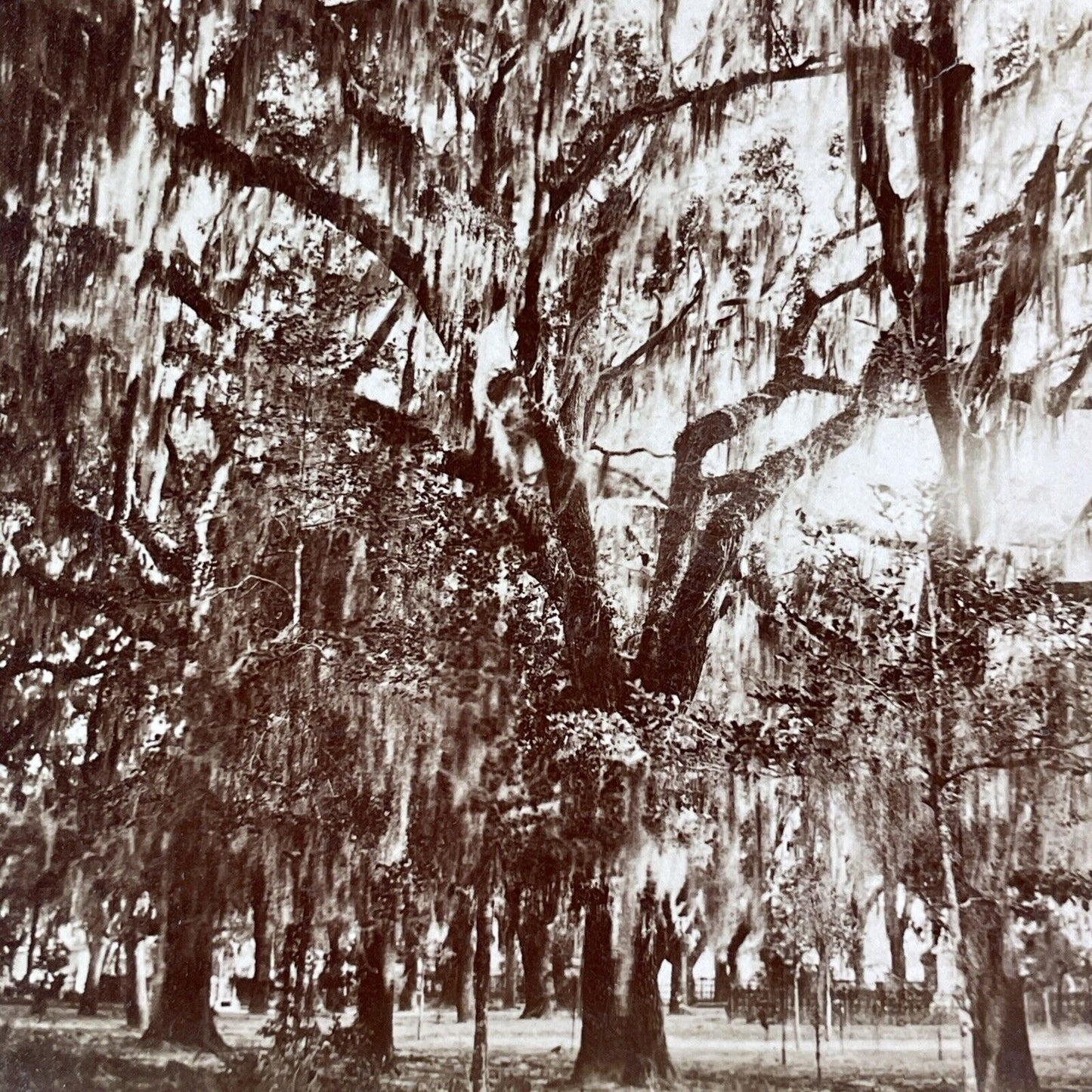 Bonaventure Cemetery Graveyard Savannah Georgia Stereoview c1870s Y2272