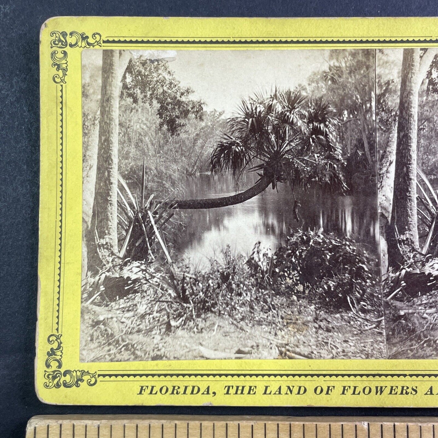 Ocklawaha River near Gores Landing Florida Stereoview c1885 J.I. Mackey Y093