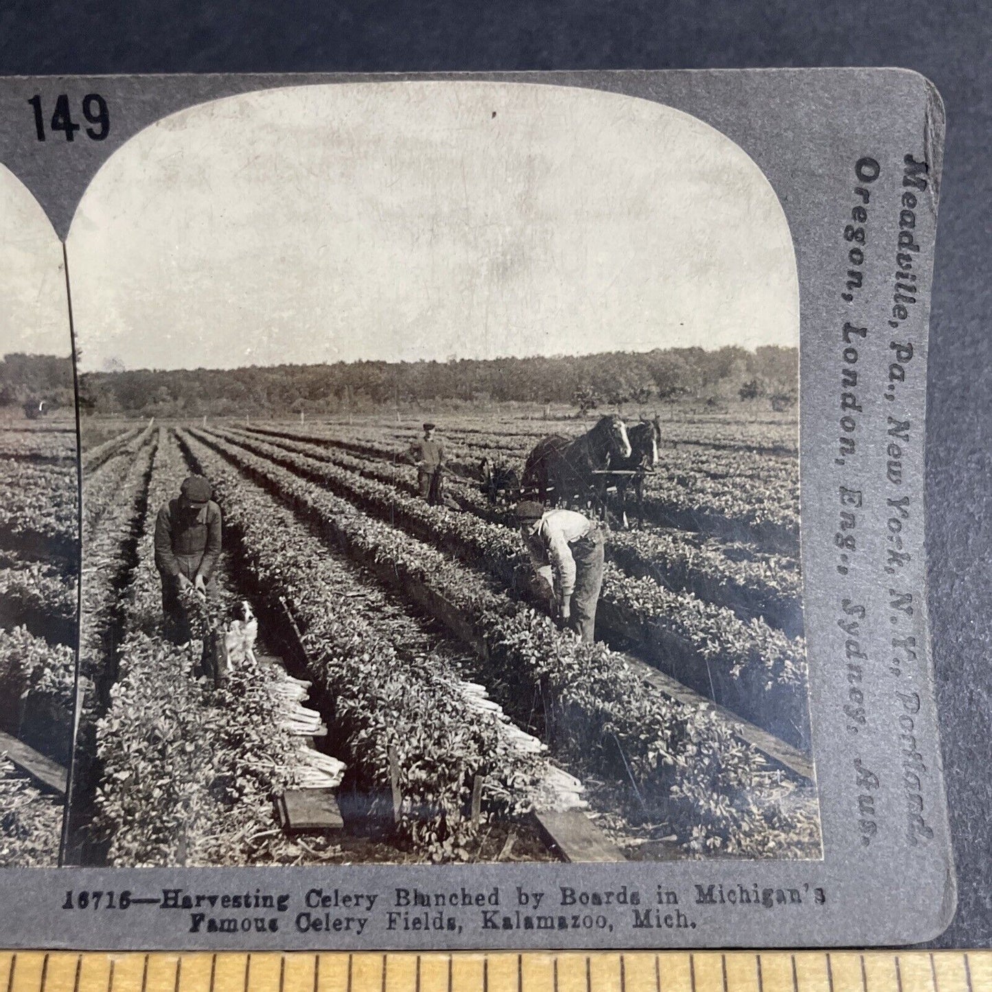 Antique 1910s Celery Farm Kalamazoo Michigan Stereoview Photo Card P3654