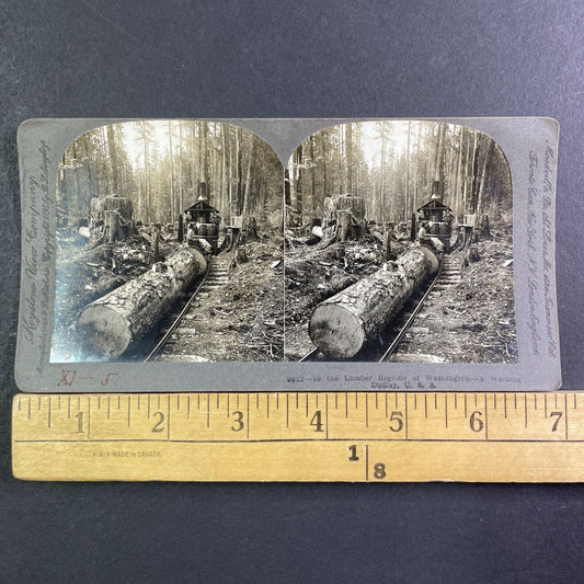 Washington State Railroad Logging Tree Felling Stereoview Antique c1898 X1842