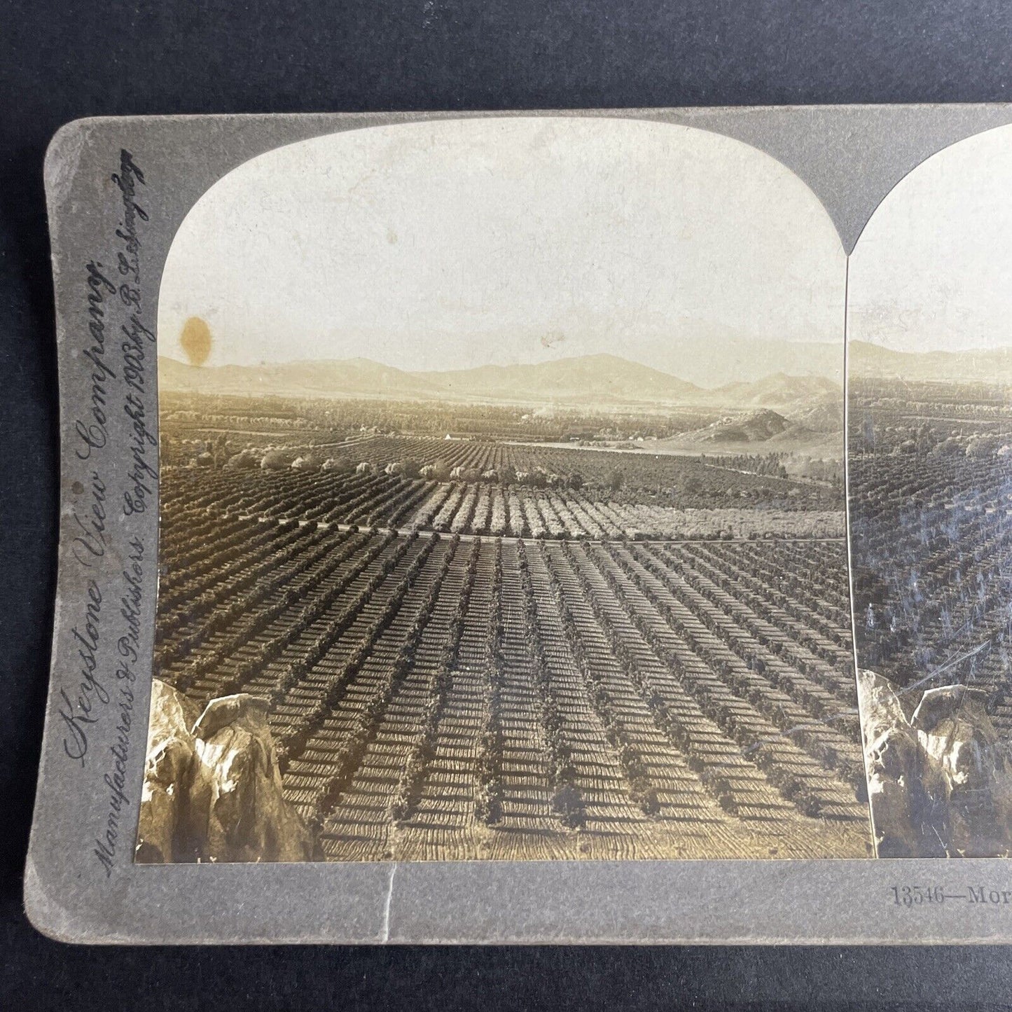 Antique 1903 Orange Tree Farm San Gabriel CA Stereoview Photo Card P1026