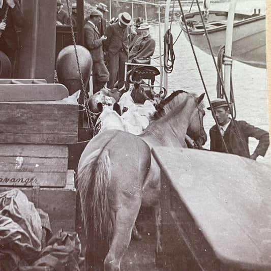 Antique 1897 Livestock Ferry Osen Norway Stereoview Photo Card P1574