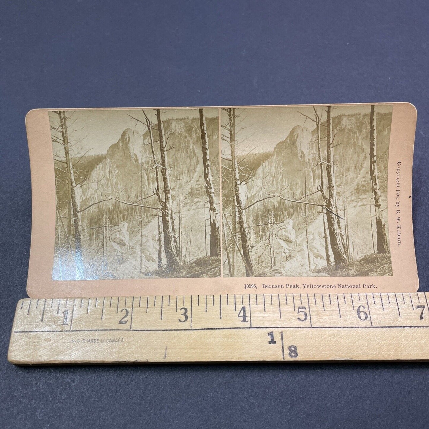 Antique 1896 Forest Fire Tree Damage Yosemite Park Stereoview Photo Card V1998