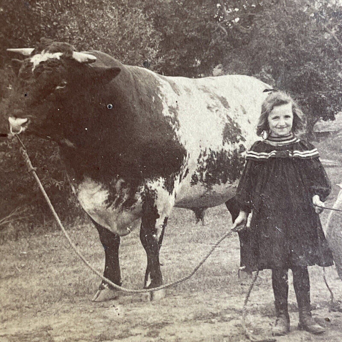 Antique 1894 Little Girl And Large Bull Cow Cattle Stereoview Photo Card P4708