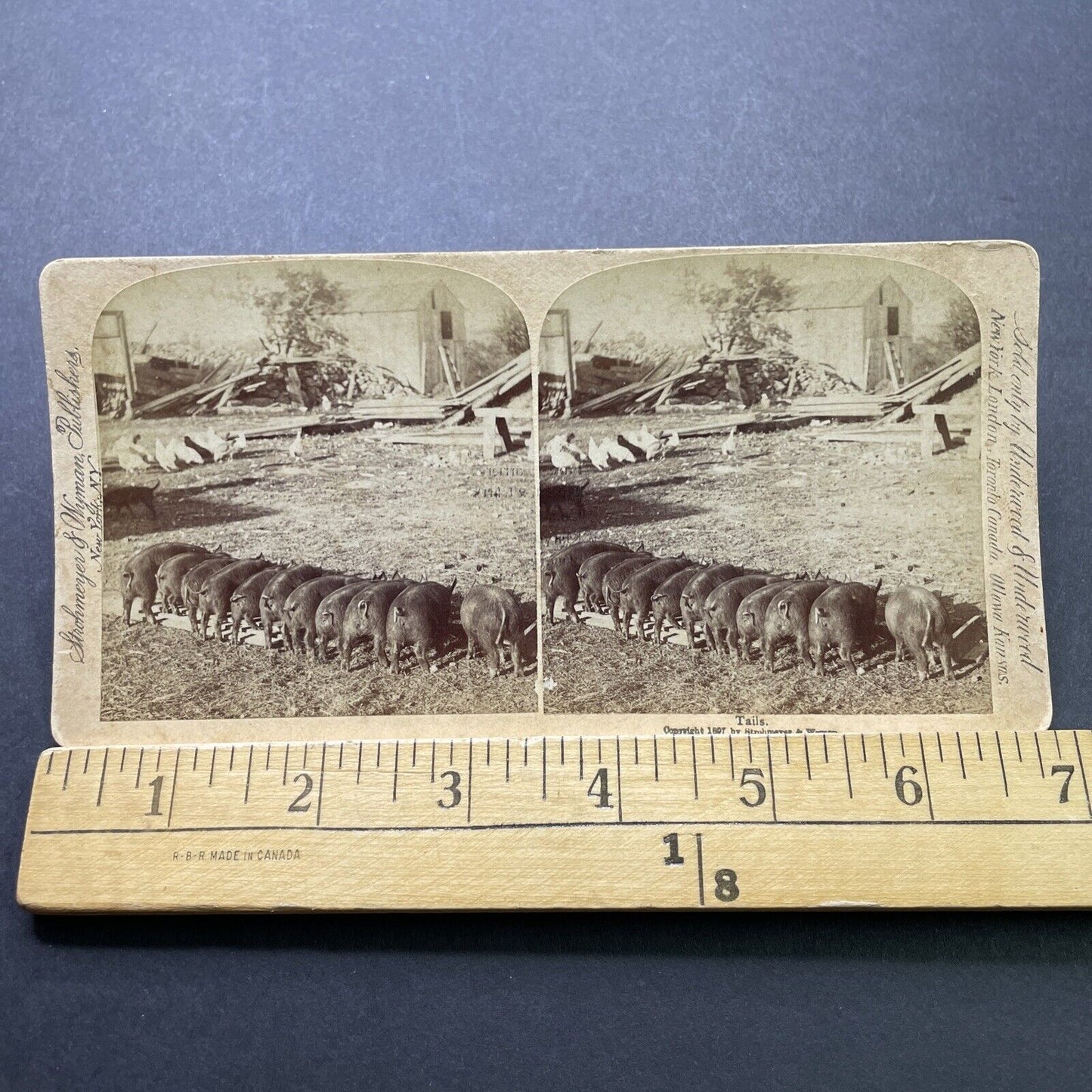 Antique 1897 Pigs Eat On A Farm In New York Stereoview Photo Card P2406