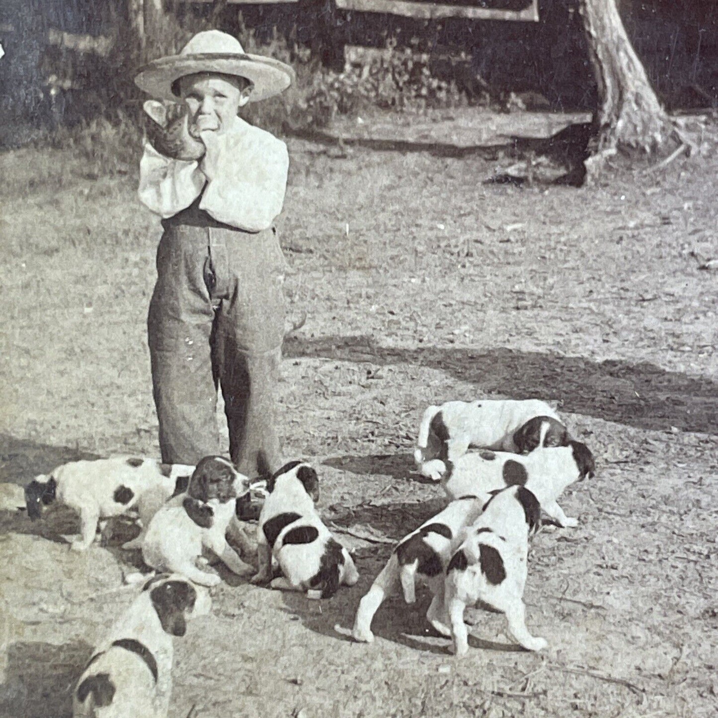 Boy Blows Fox Hunting Bugle With Puppies Stereoview Kansas Antique c1903 X3128