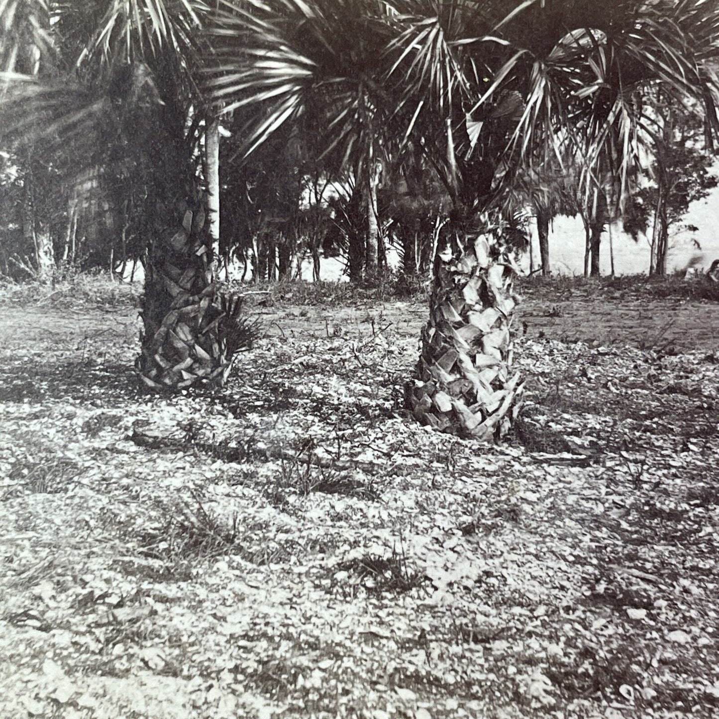 Palm Trees Palmetto Shrubs Stereoview Florida Antique c1870 Y066