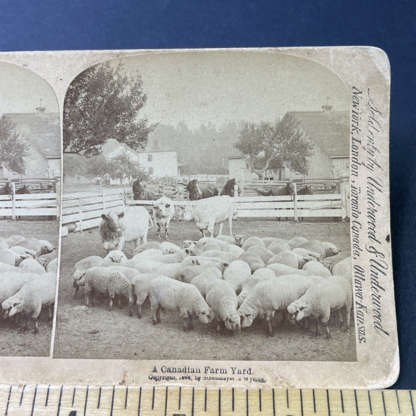 Antique 1894 Sheep Farm London Ontario Canada Stereoview Photo Card P3100