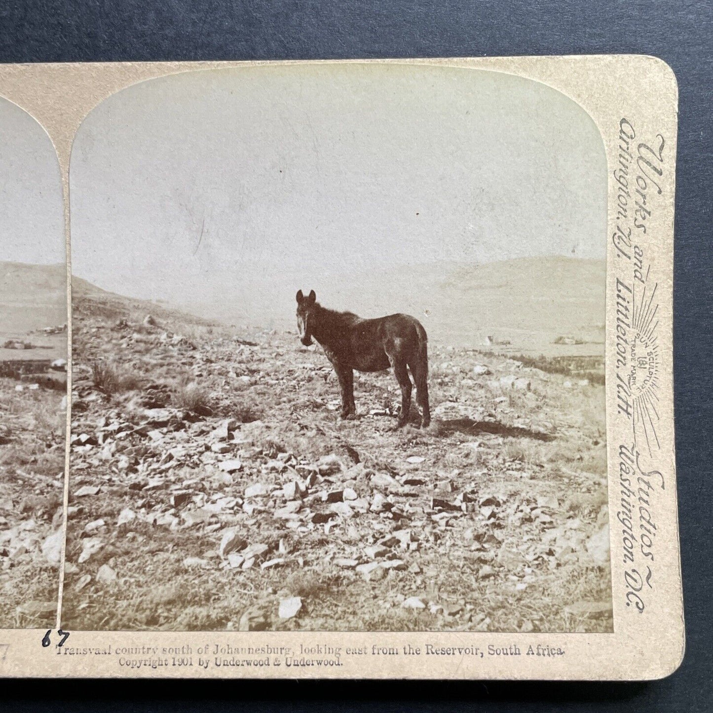 Antique 1901 Wild Horse In Johannesburg South Africa Stereoview Photo Card P1299