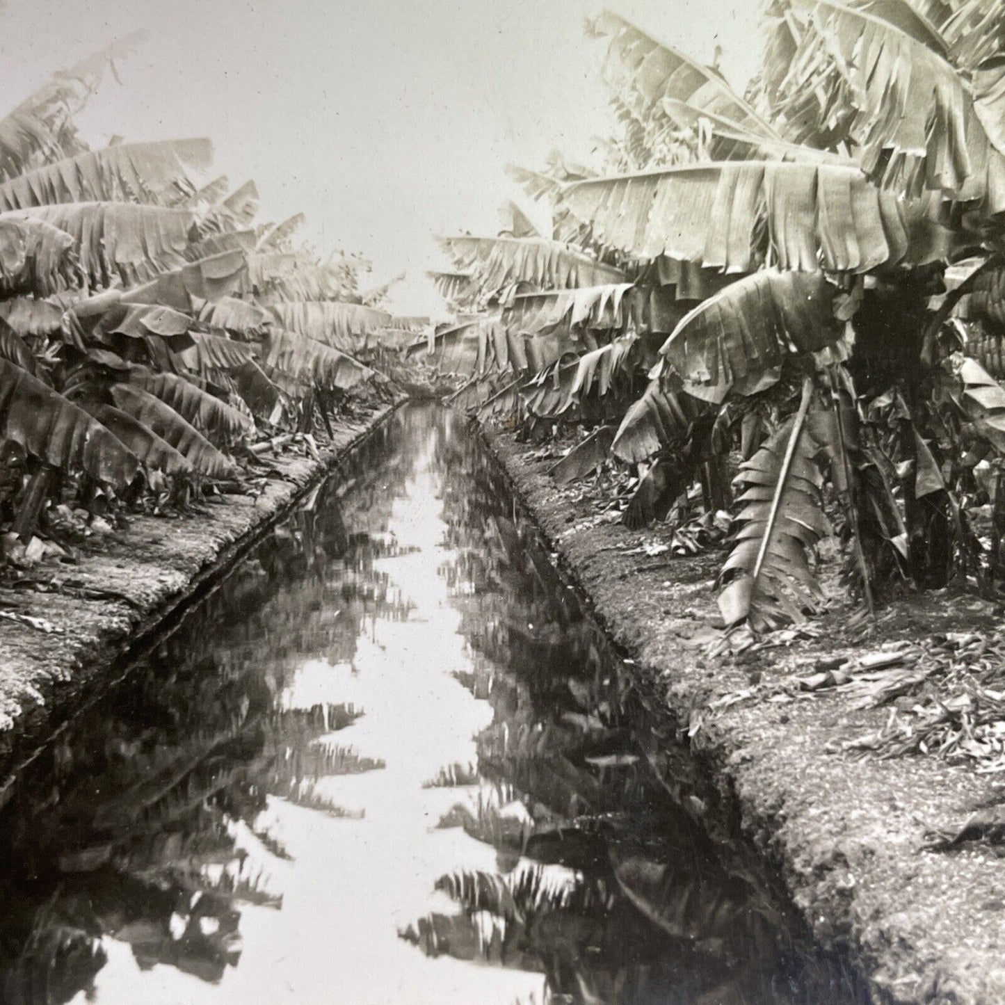 Antique 1909 Banana Plantation In Hawaii USA Stereoview Photo Card P1444