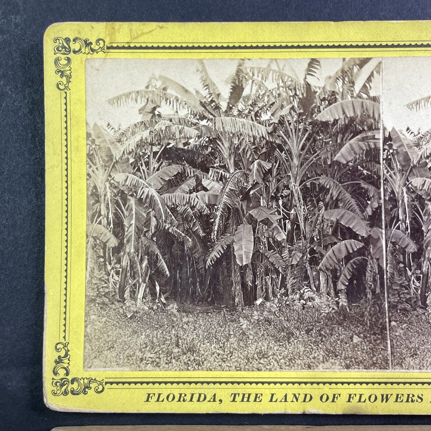 Banana Trees St. Augustine Florida Stereoview Antique c1885 J.I. Mackey Y092