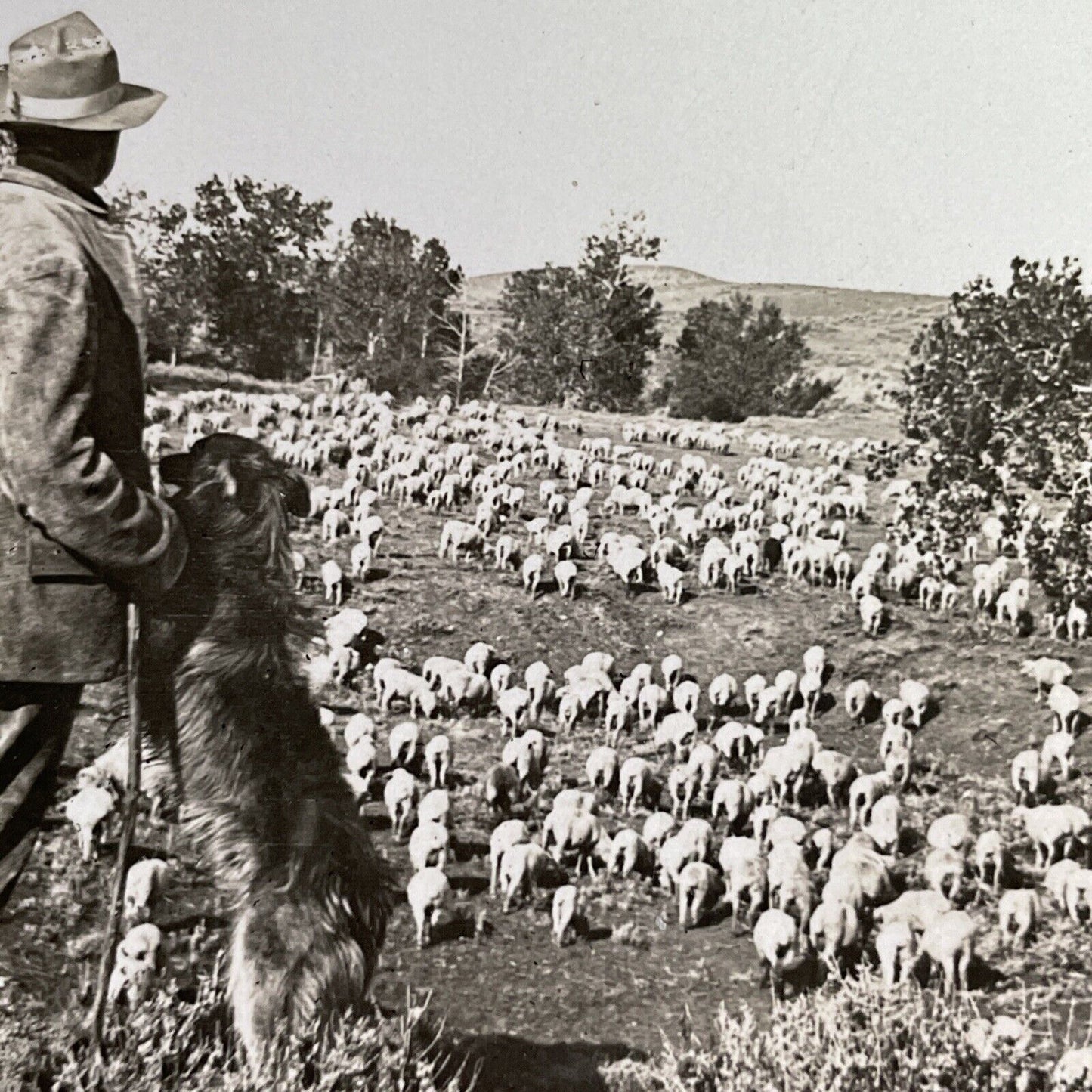 Antique 1918 Montana Sheep Farm & Sheep Dog Stereoview Photo Card P1487