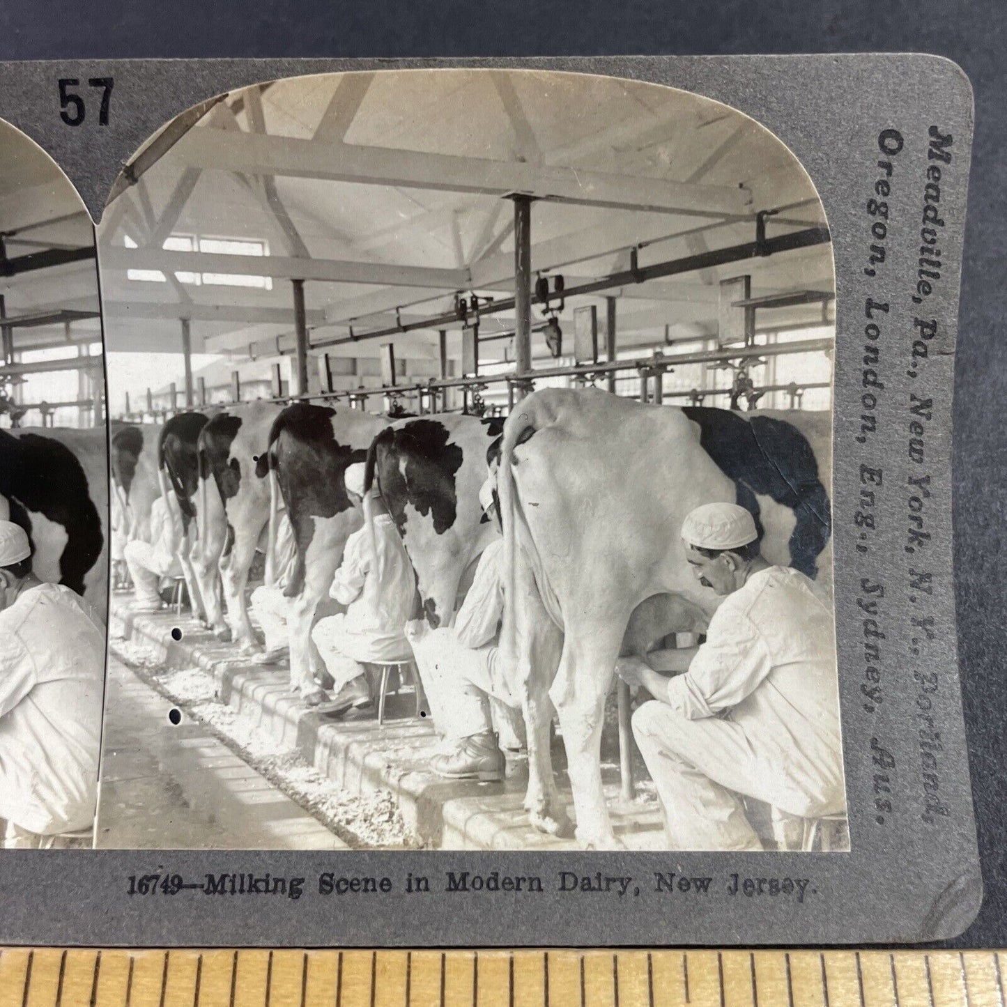 Antique 1910s Milking Cows In Plainsboro New Jersey Stereoview Photo Card P3629