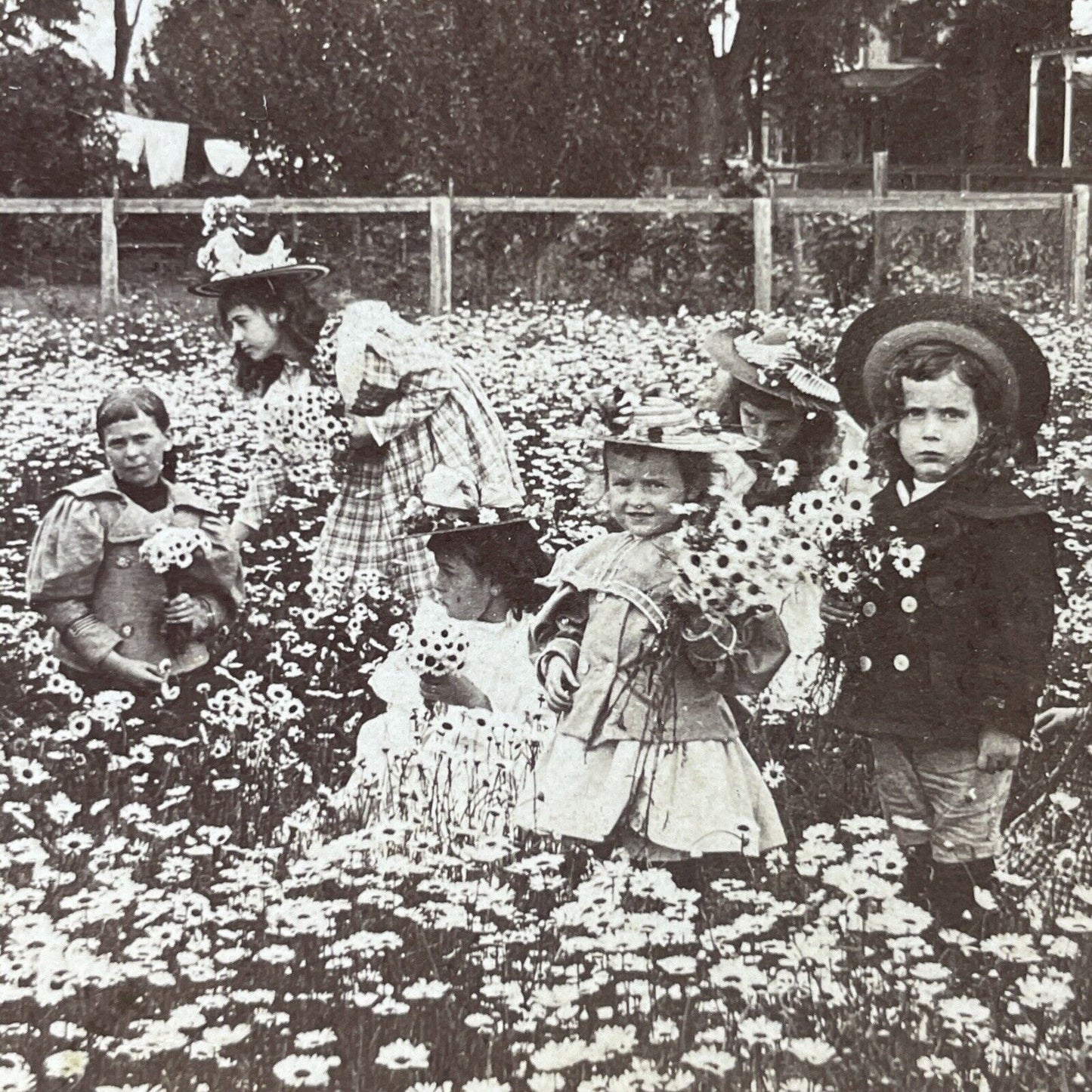 Antique 1899 Children In Daisy Field Picking Daisies Stereoview Photo Card P2590